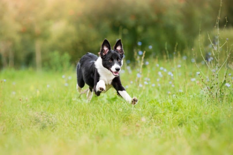 a black and white mini Border Collie puppy running through the meadow
