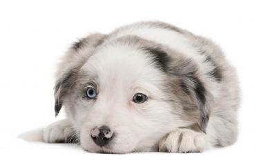 A close-up photo of a blue merle Border Collie puppy