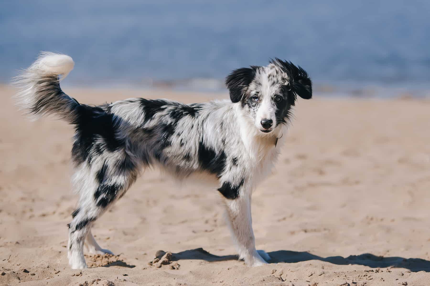 Blue Merle Border Collie