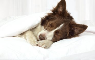 A seemingly sick Border Collie is in bed, sleeping
