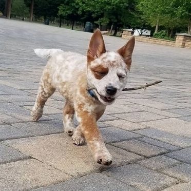 a Border Heeler puppy happily walking with a stick