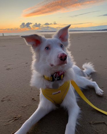 a double merle Border Collie spending time on the beach