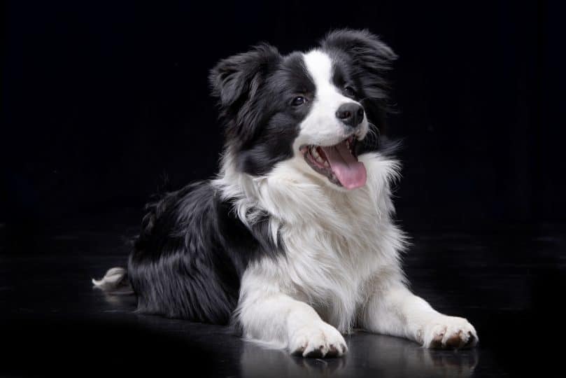 a healthy, and adorable Border Collie