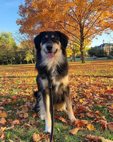 a Golden Border Collie adult enjoying the fall season