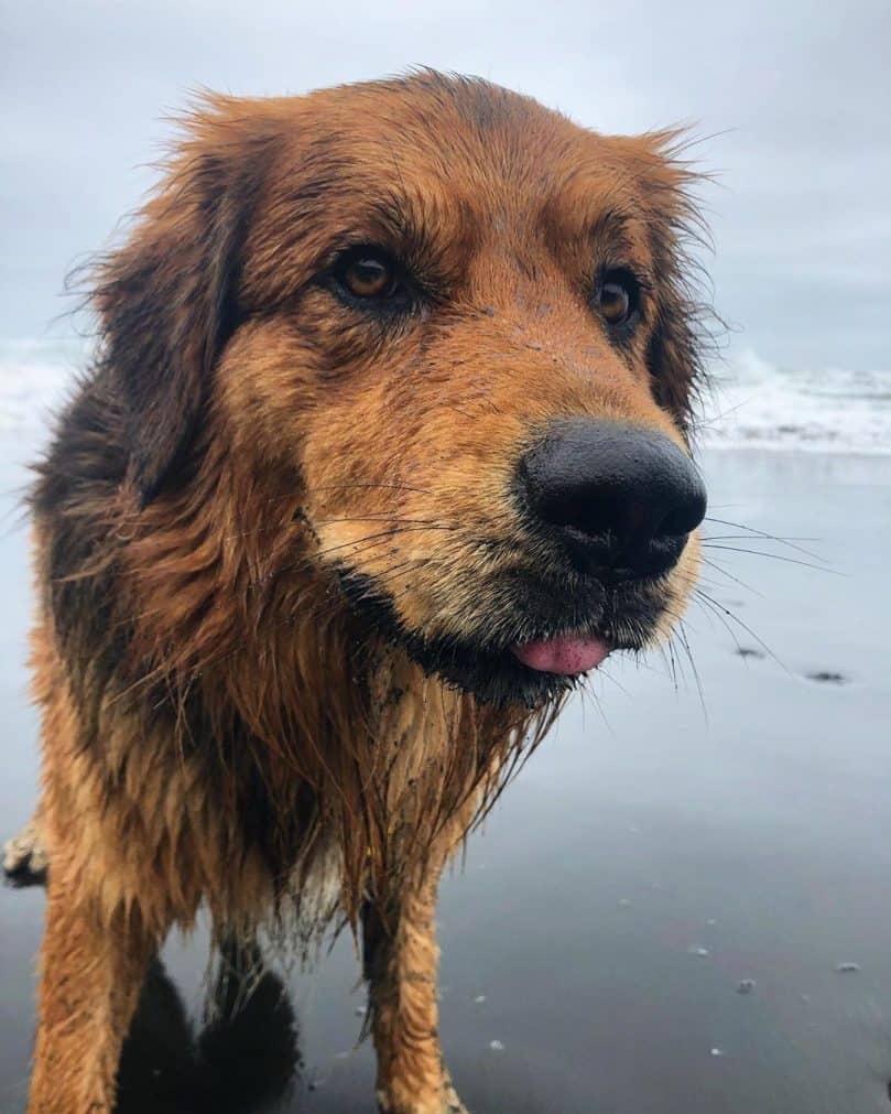 a Golden Border Retriever spending time on the beach