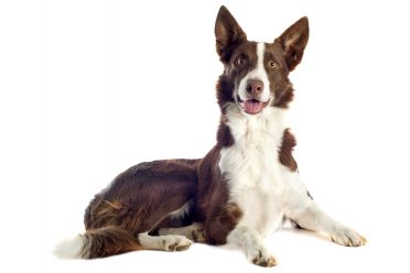 A red and white adult Border Collie with smooth coat and some feathering