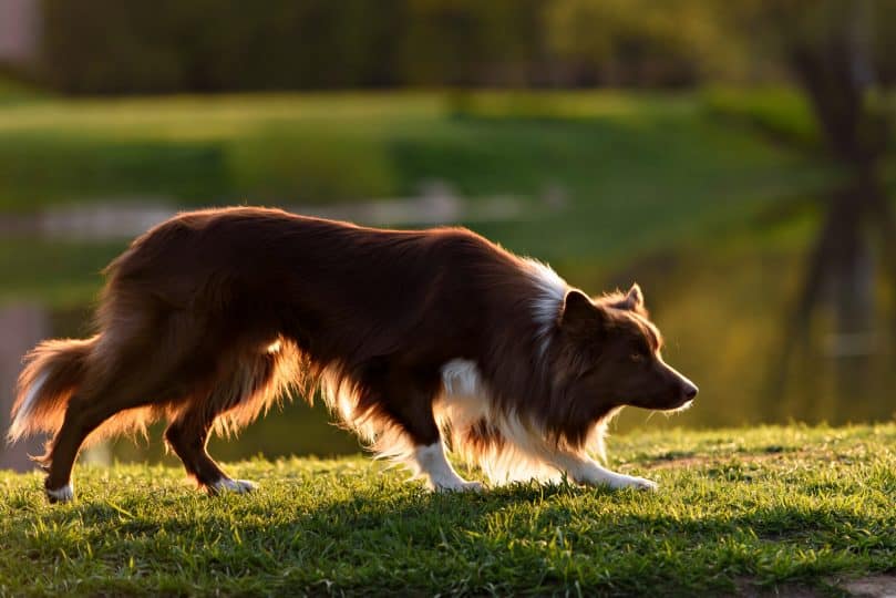 A red Border Collie with white markings and a long, rough coat