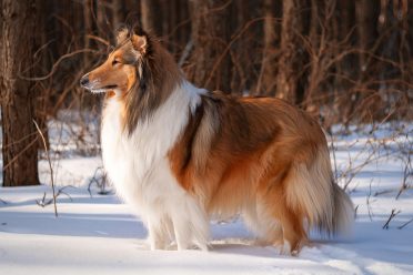 Rough Collie in the snow