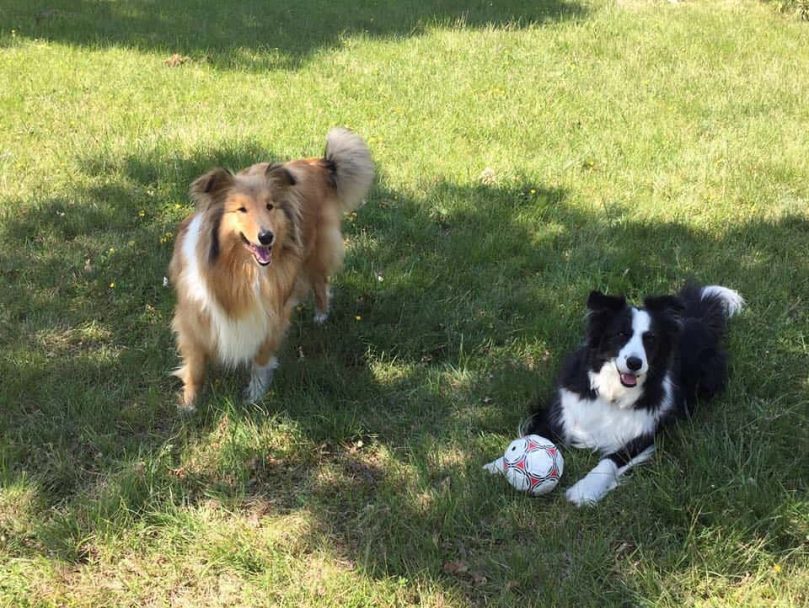 a Rough Collie and a Border Collie playing with a ball