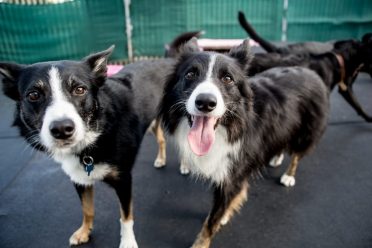 A photo of a smooth-coated Border Collie and a rough-coated Border Collie