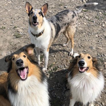 A Smooth Collie and two Rough Collies
