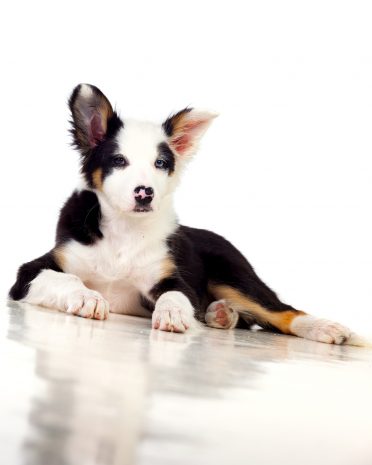 a tricolor mini Border Collie puppy resting