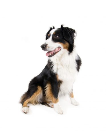 a tricolor miniature Border Collie sitting on a white background