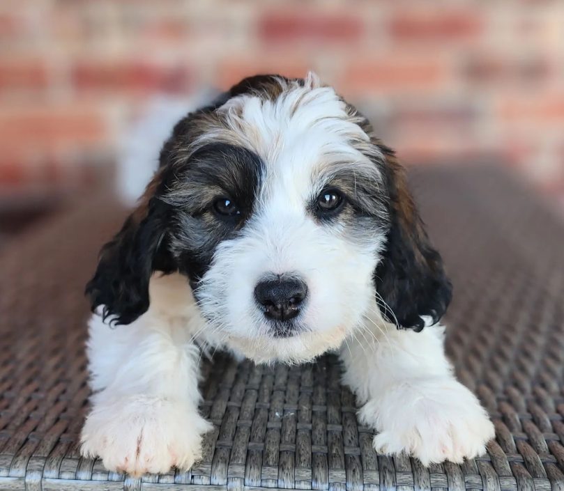 Adopting a Bordoodle