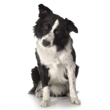 a black and white adult Border Collie on a white background