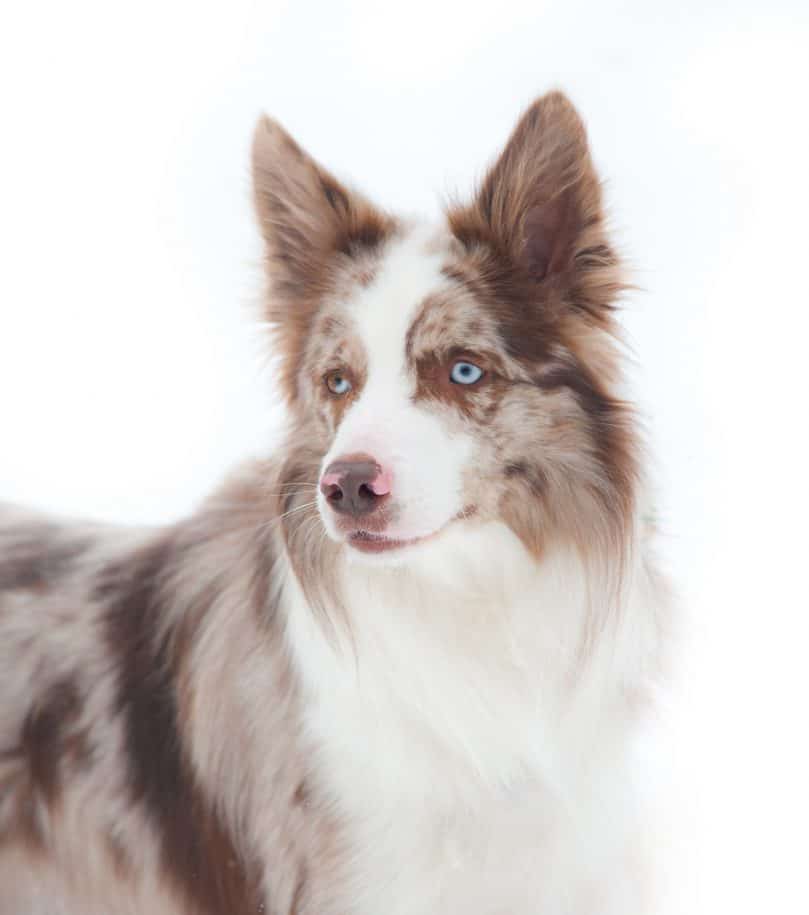 an adult red merle Border Collie with a merle eye