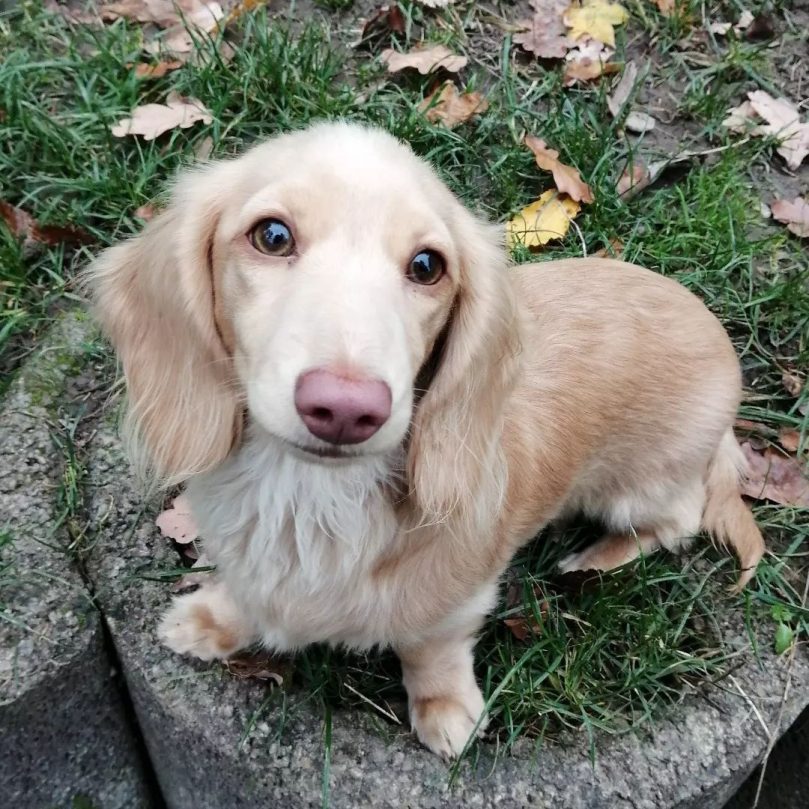 American Cream Dachshund