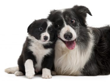 a small Border Collie puppy socializing with an adult Border Collie