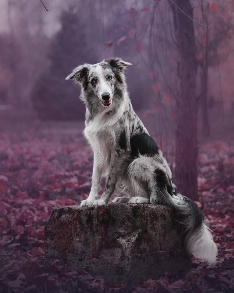 an adult slate merle Border Collie sitting on a tree stump, looking at the camera