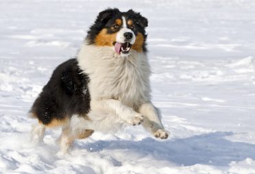 A tricolor Australian Shepherd playing in the snow
