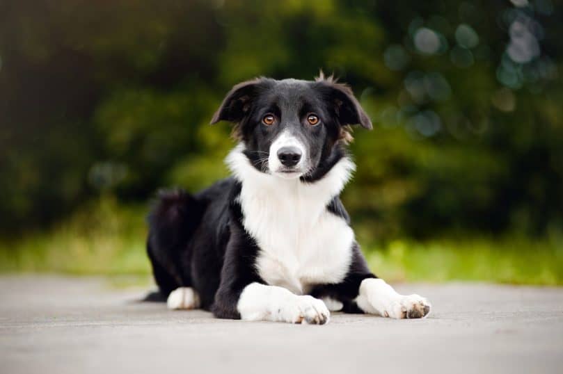 a black and white Border Collie outdoors, sitting on a pavement