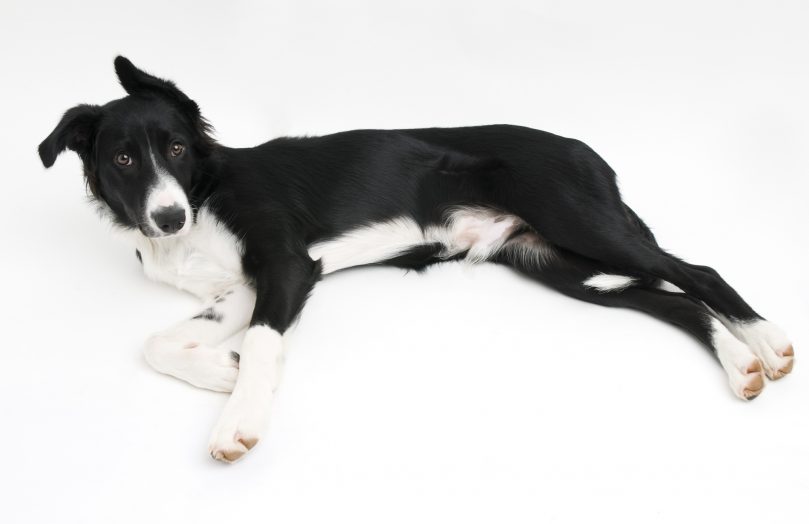 a black and white smooth-coated Border Collie lying on the floor