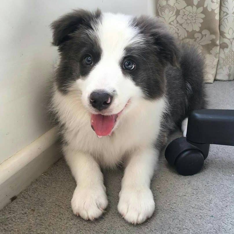 A blue and white Border Collie puppy laying on the corner