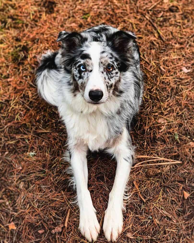 a blue merle Border Collie with heterochromia