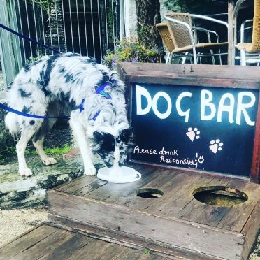 a blue merle Border Collie drinking from a dog bar