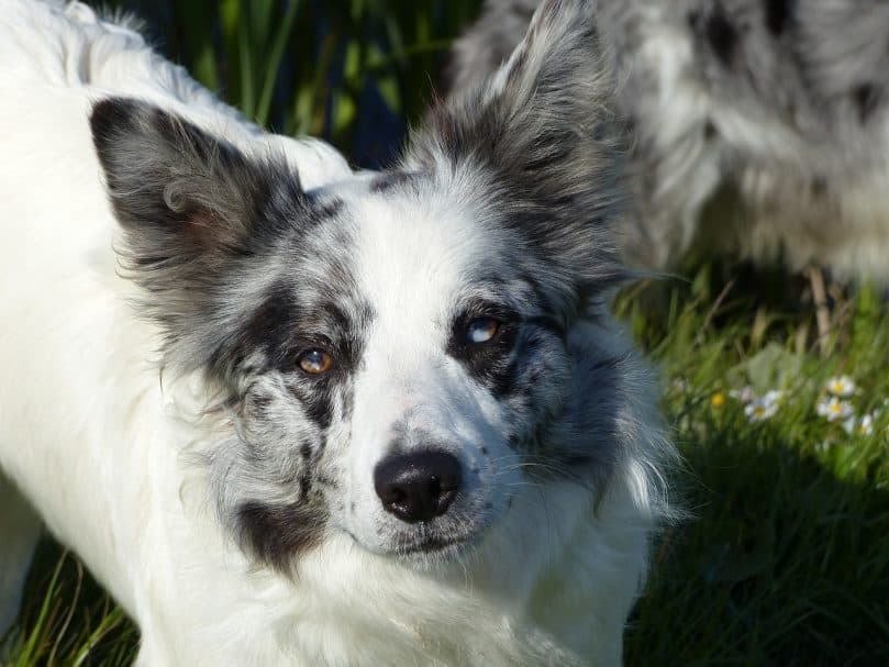close-up photo of a blue merle Border Collie with merle eye