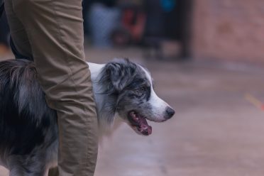 a blue merle Border Collie standing in the middle of its owner's legs