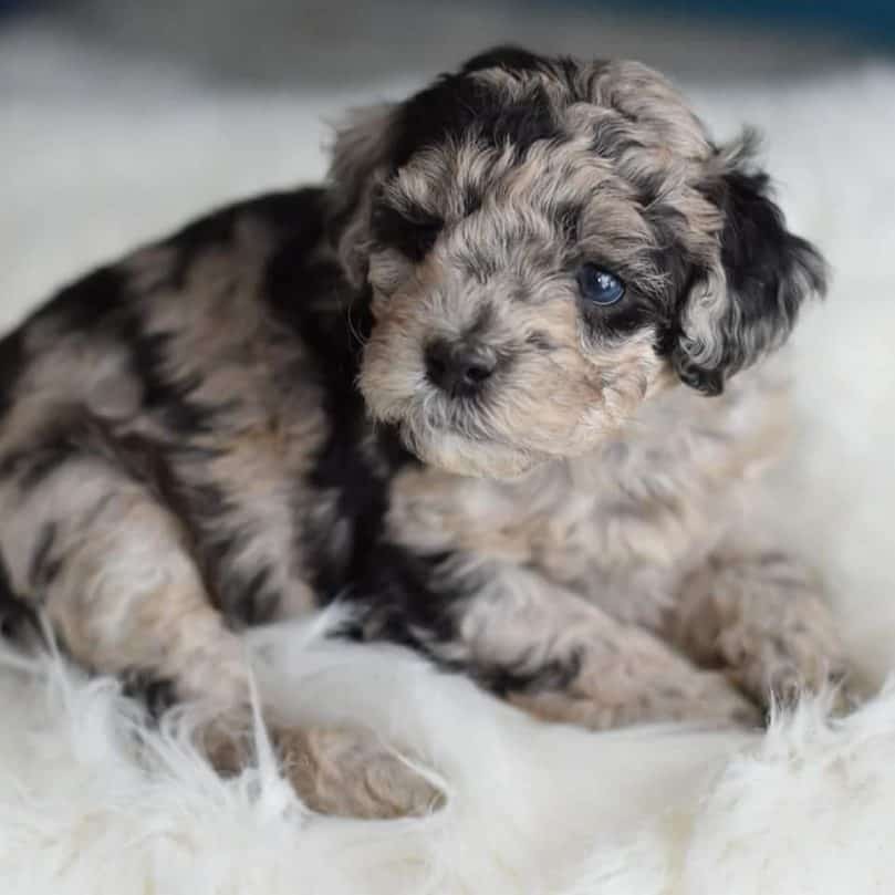 a blue merle mini Bordoodle puppy