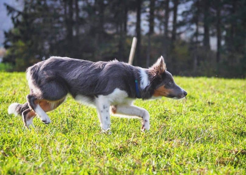 a blue tricolor Border Collie doing the famous "crouch and stare"