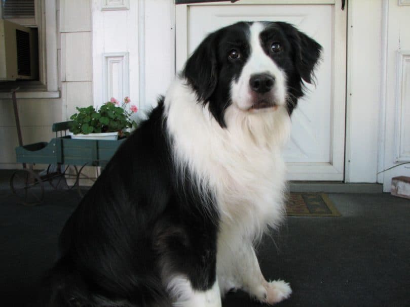 A black and white adult Border Collie Lab mix