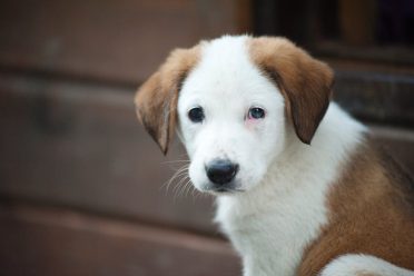 A close up photo of a brown and white Borador puppy