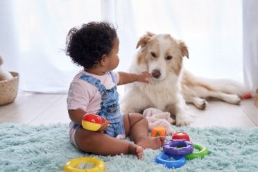 A Border Collie Lab mix playing with a baby