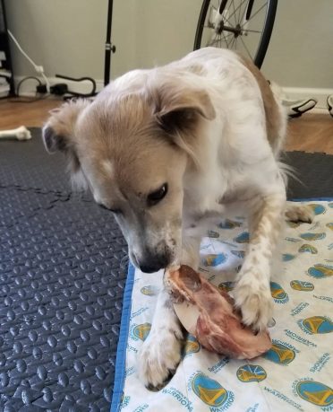 Border Aussie busy eating a bony meat