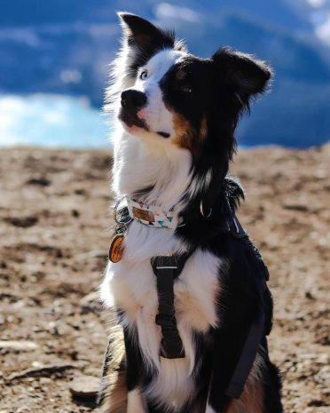Border Aussie looking up while on a shore near a lake