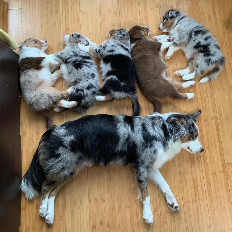 Border Aussie mom and different colored puppies sleeping
