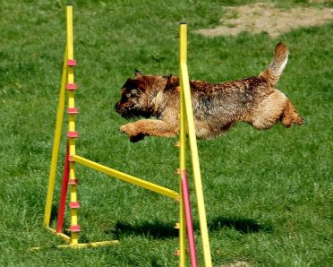 A Border Jack/Border Terrier doing an agility course