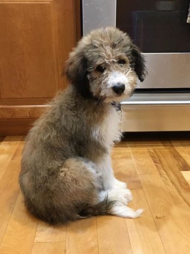 A Bordoodle puppy sitting on the kitchen floor