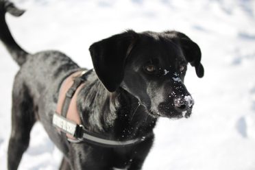 A black Borador with snow on its muzzle