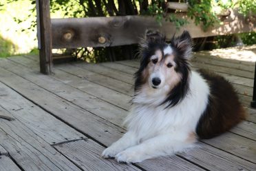 A photo of a tri-colored Border Sheltie mix on a deck or porch