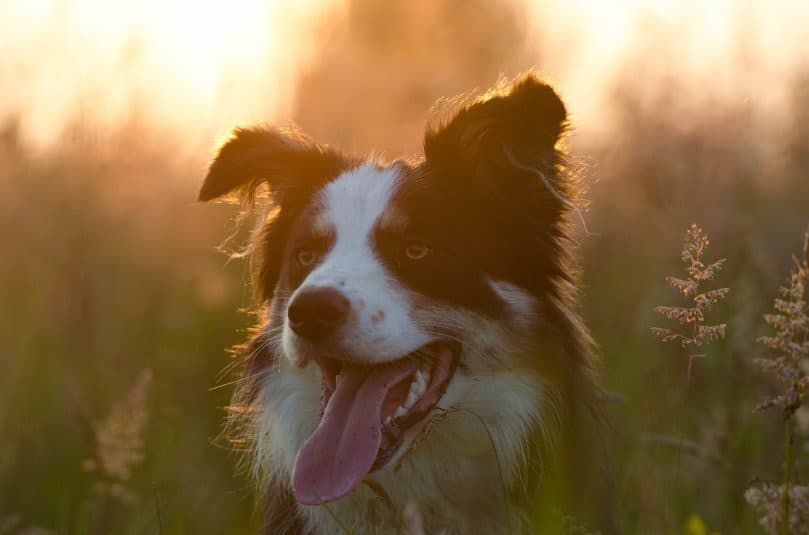 A head shot of a Border Collie with its tongue out, in a field during sunrise/sunset