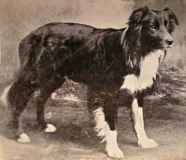 An old black and white photo of a Border Collie
