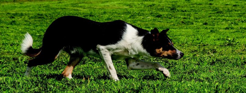 A tri-colored Border Collie on a grass, doing a crouch and stare