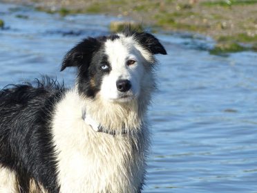 An adult black and white Border Collie with eyes that has a different color