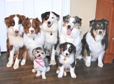 A group photo of Border Collies that differ in color, size, and age