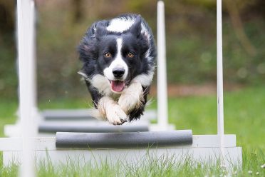 A photo of a Border Collie competing in flyball