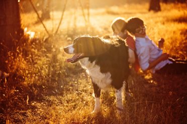 A sunset photo of a Border Collie guarding two kids